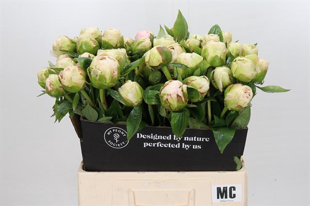 <h4>PAEONIA MOTHERS CHOICE*</h4>