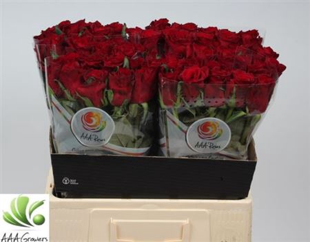 <h4>Rosa Gr Ever Red</h4>