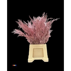 Coniferen Metallic Pink
