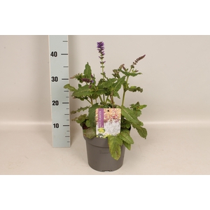 vaste planten 19 cm  Salvia nem. Mainacht