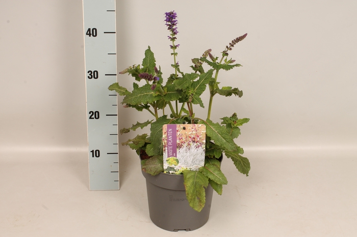 <h4>vaste planten 19 cm  Salvia nem. Mainacht</h4>