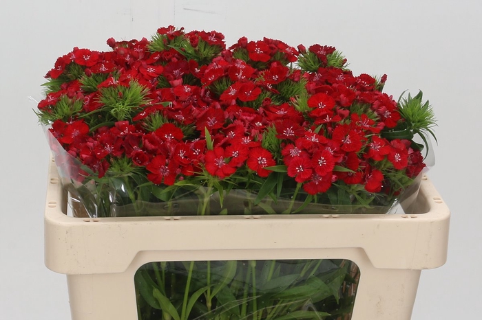 <h4>Dianthus Br Red Baron</h4>