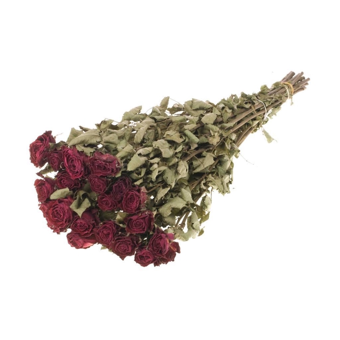 <h4>Roses 'Bright Torch' 20pc SB natural dark red</h4>
