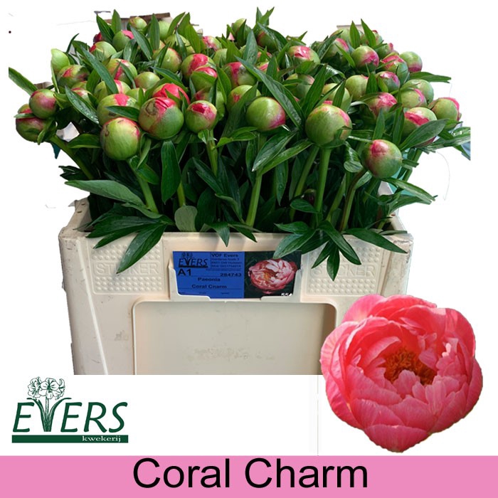 <h4>PAEO  CORAL CHARM</h4>
