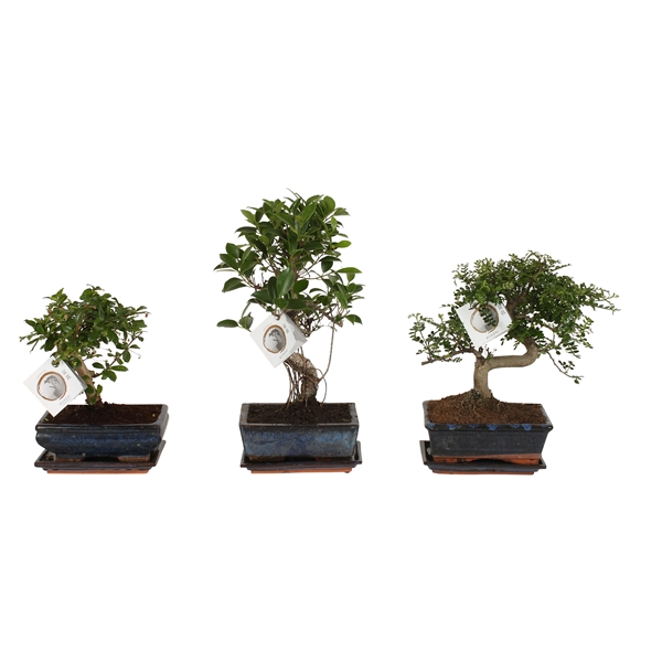 <h4>Bonsai Mixed in ø20cm Ceramic Ball/S-Shape with Saucer</h4>