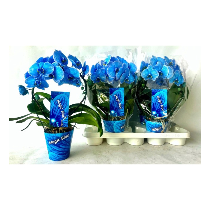 <h4>Phalaenopsis Magic Blue 12Ø 45cm 2st 16fl</h4>