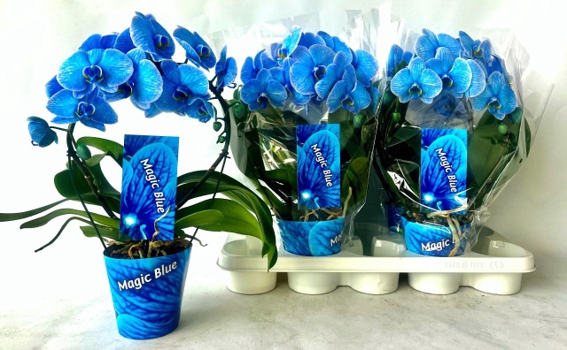 Phalaenopsis Magic Blue 12Ø 45cm 2st 16fl