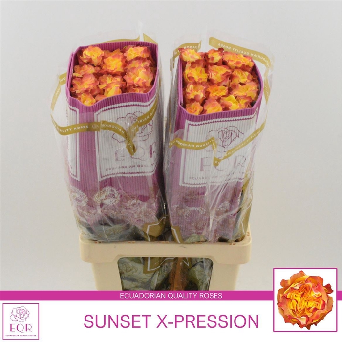 <h4>Rosa gr Sunset X-pression</h4>