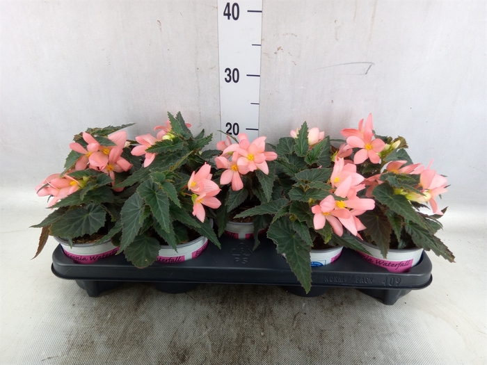 <h4>Begonia  'Florencio Pink'</h4>