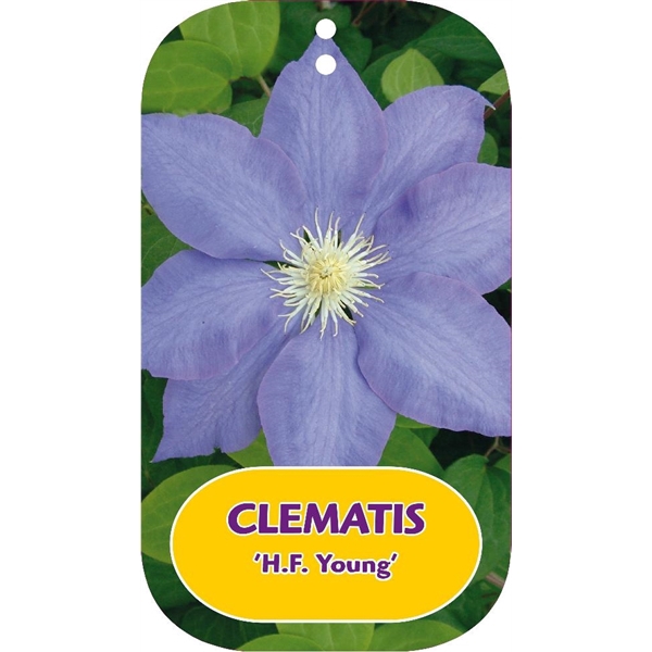 <h4>Clematis 'H. F. Young'</h4>