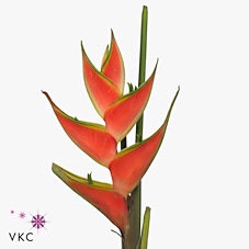 Heliconia red jewel