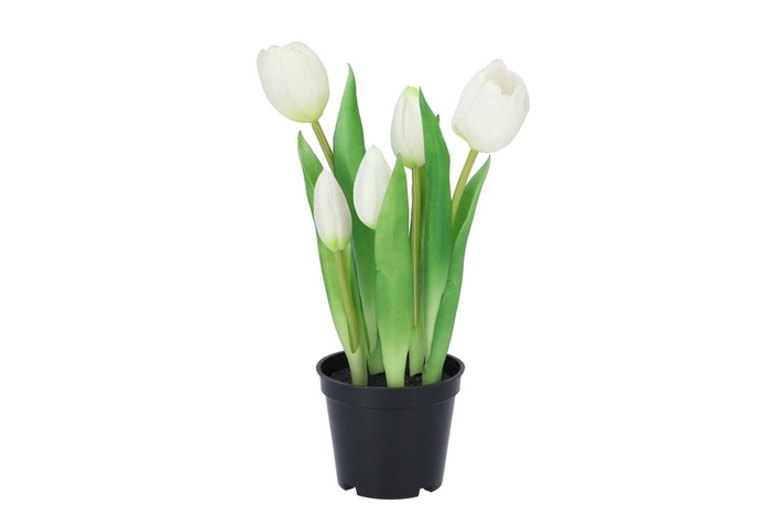 Silk Tulip In Pot 5x White 26cm