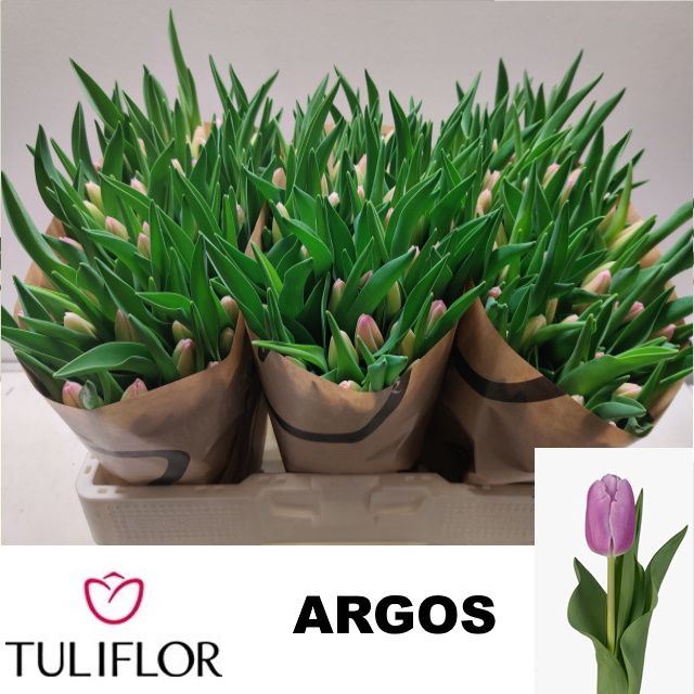 <h4>Tulipa enke. Triumf Grp Argos</h4>