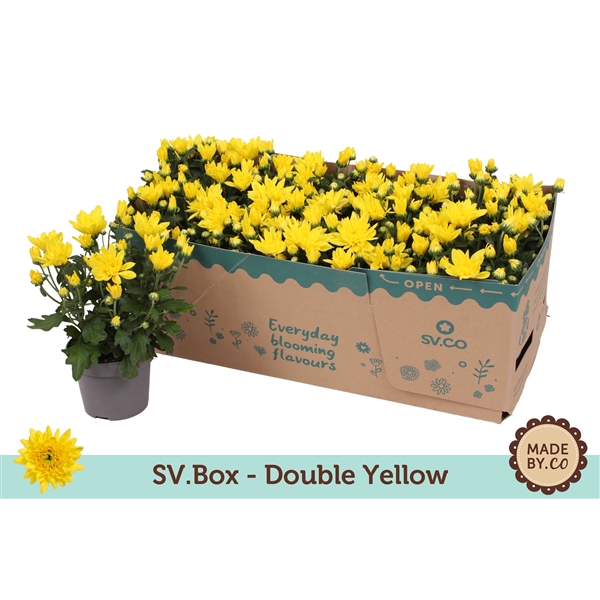 <h4>Chrysant Double Yellow in SV.Box</h4>