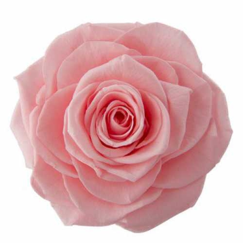 PRESERVED ROSES INES BABY PINK