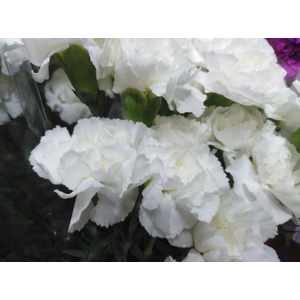 Dianthus - Carnation Standard White