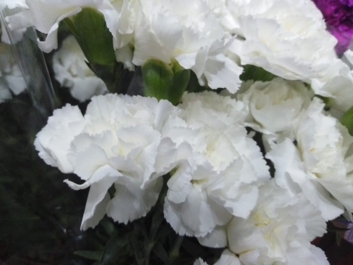Dianthus - Carnation Standard White