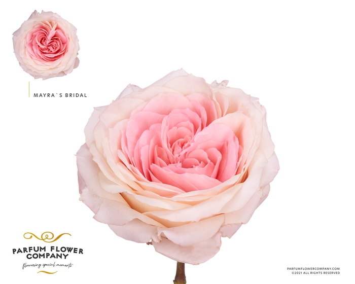 <h4>Rosa Garden Mayra s Bridal</h4>