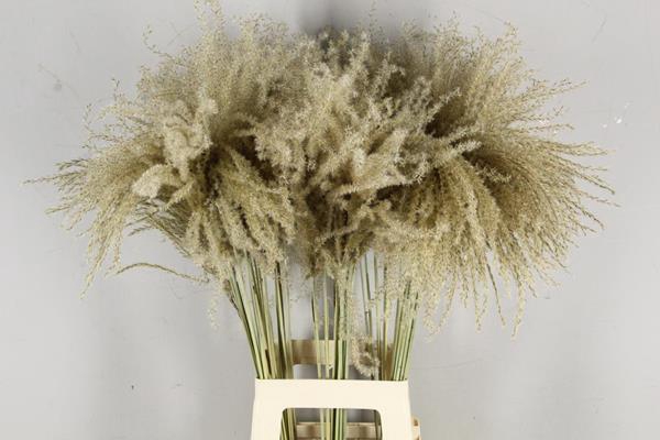 Df Miscanthus Dry Feather