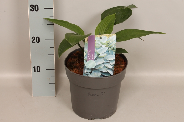 vaste planten 19 cm  Hosta Halcyon afd.1