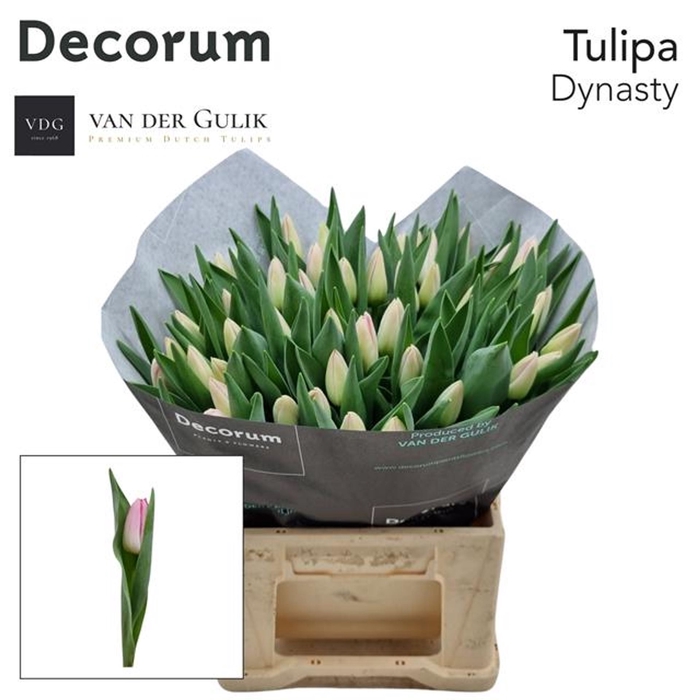 <h4>Tulipa enke. Triumf Grp Dynasty</h4>