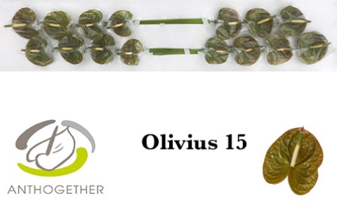 <h4>ANTH A OLIVIUS 15</h4>