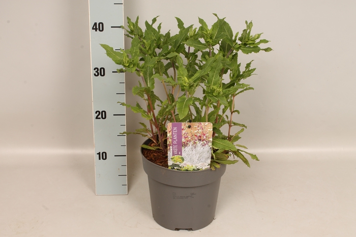 <h4>vaste planten 19 cm  Salvia nem.Amethyst</h4>