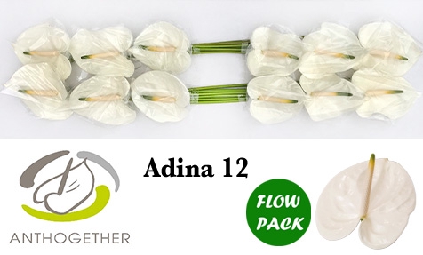 <h4>ANTH A ADINA 12 Flow Pack</h4>