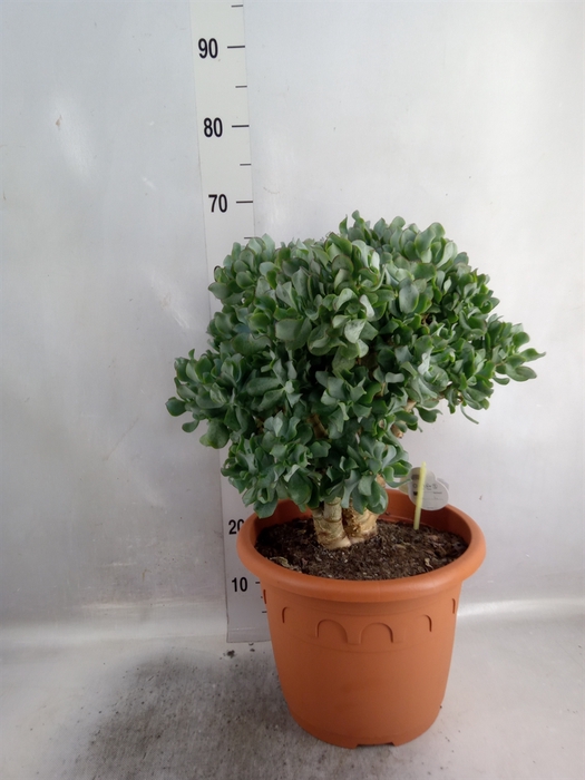 <h4>Crassula arborescens subsp. undilat</h4>