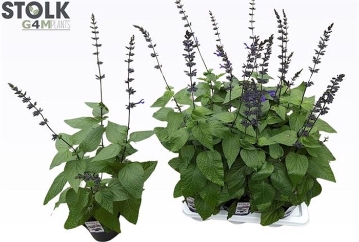 <h4>Salvia Black & Bloom</h4>