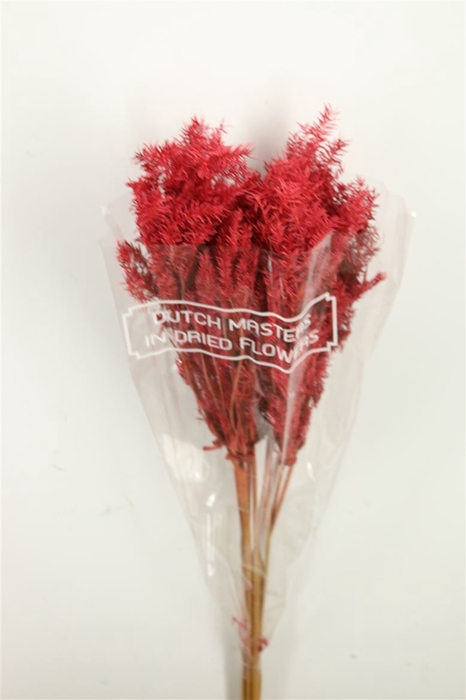 <h4>Dried Umbr. Plant Red Bunch</h4>