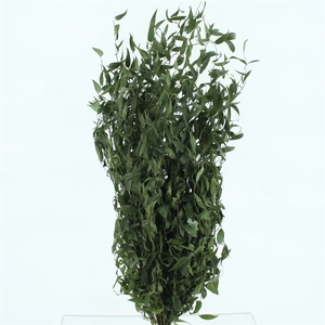Dried Ruscus Soft Middle 400 Gram