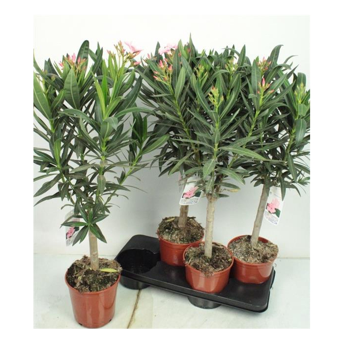 <h4>Nerium oleander (Oleander) 17Ø 85cm</h4>