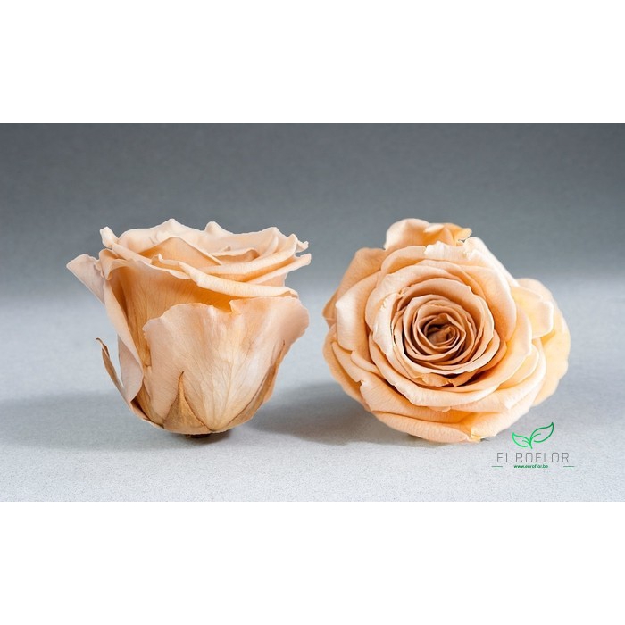 <h4>PRESERVED ROSES XL CHA-01</h4>