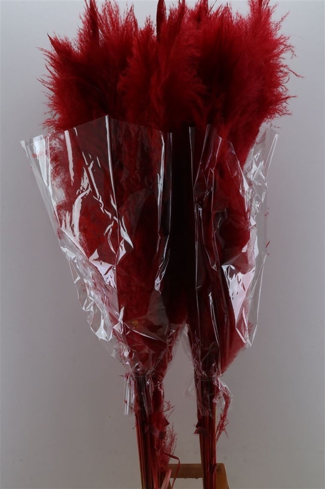 <h4>Dried Cortaderia Dadang Red 140cm P Stem</h4>