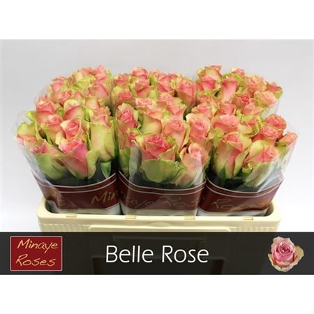 <h4>R Gr Belle Rose</h4>