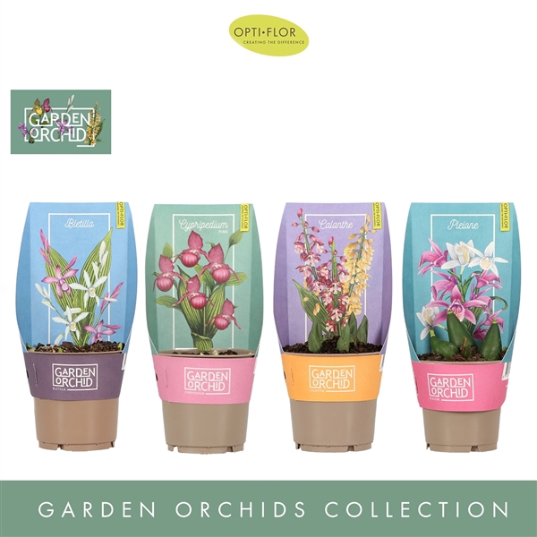 Garden Orchids 3-5+ Mix