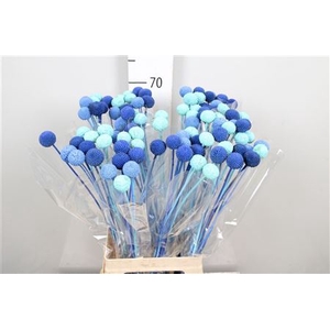 DRIED FLOWERS - CRASPEDIA BLUE LAGOON MIX 10PCS