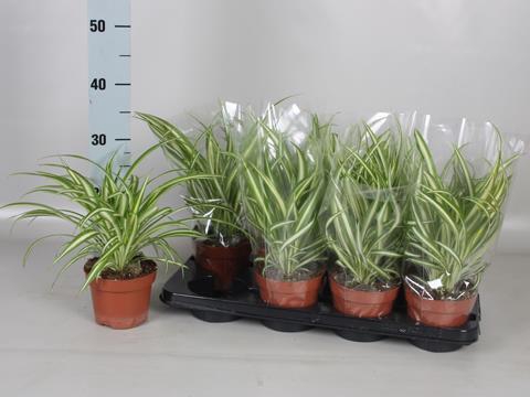 Chlorophytum comosum 'Variegatum' 13Ø 35cm
