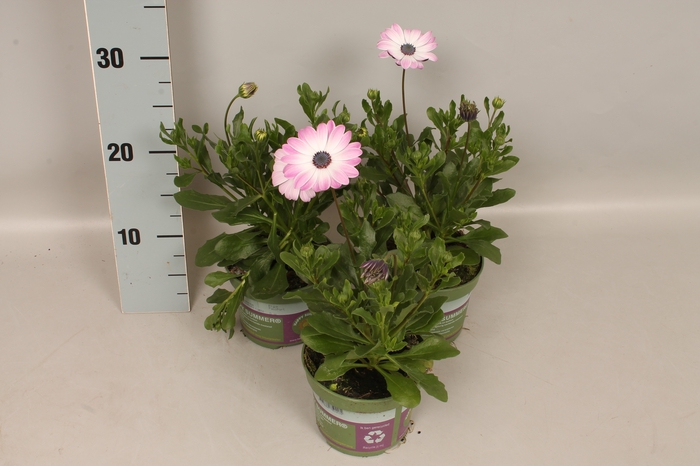 <h4>Osteospermum Pink Bicolor</h4>