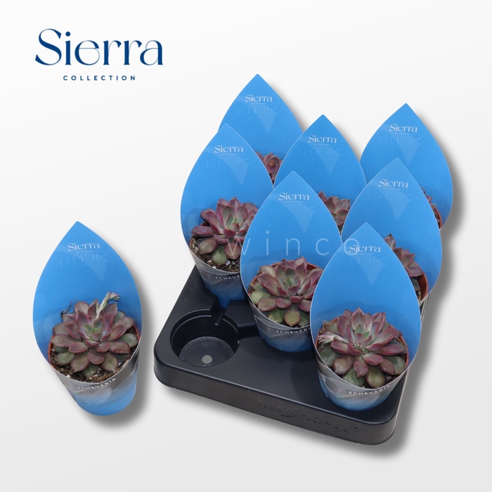 <h4>Echeveria Mina (Sierra) Sierra Collection</h4>