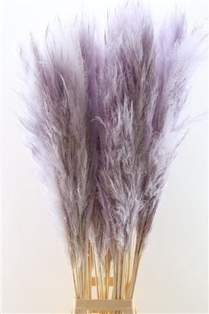 <h4>Dried Cortaderia Pastel Lavendel 120cm P. Stem</h4>