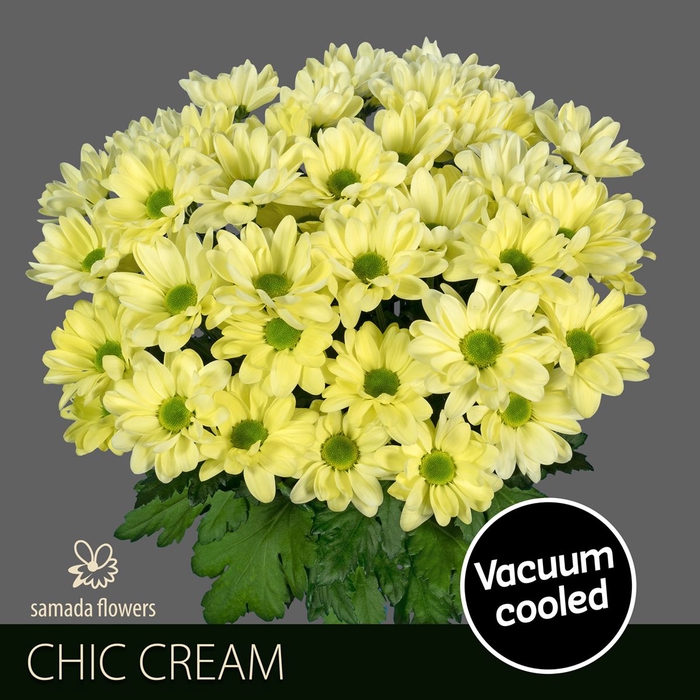 <h4>Chr tr Chic Cream</h4>