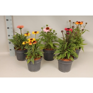 vaste planten 19 cm Echinacea Divers