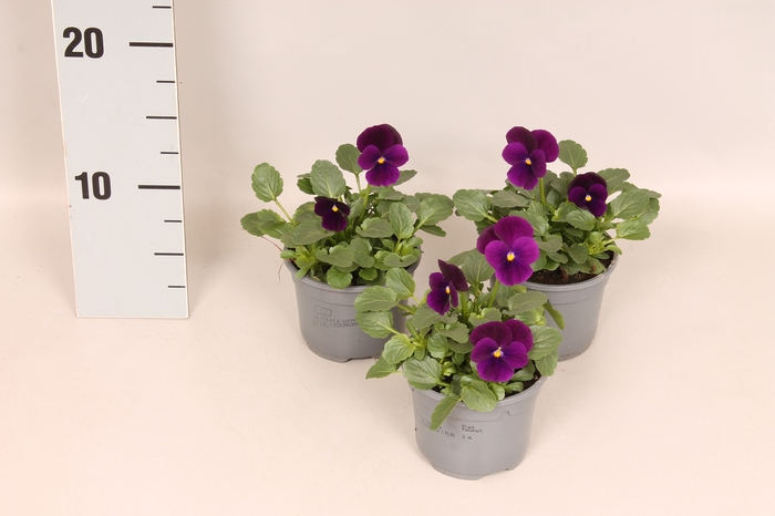 Viola cornuta sixpack F1 Purple
