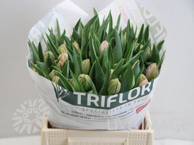 <h4>Tulipa do katinka</h4>