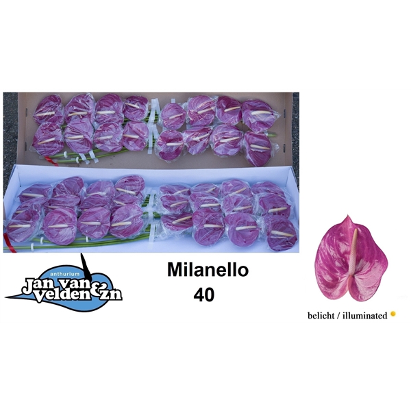 Milanello 40
