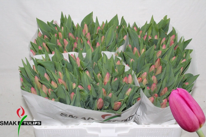 <h4>Tulipa enke. (Triumph Grp) Ace Pink</h4>