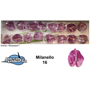 Milanello 16