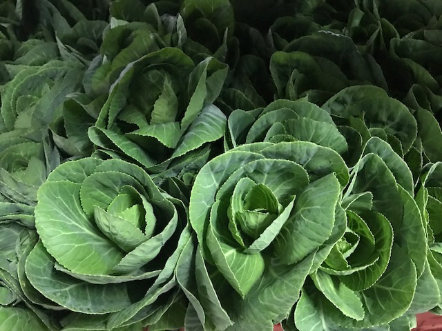 Brassica Green (Kale)
